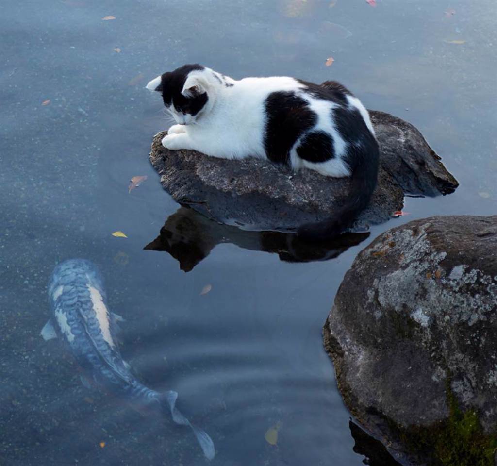 貓咪靜靜呆坐池塘邊 鯉魚下秒竟「嘟嘴討親親」（示意圖／達志影像）
