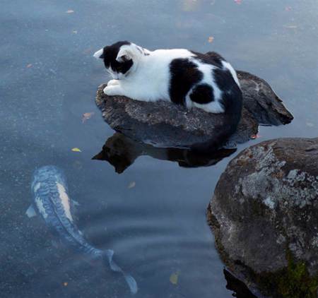 貓咪靜靜呆坐池塘邊 鯉魚下秒竟「嘟嘴討親親」