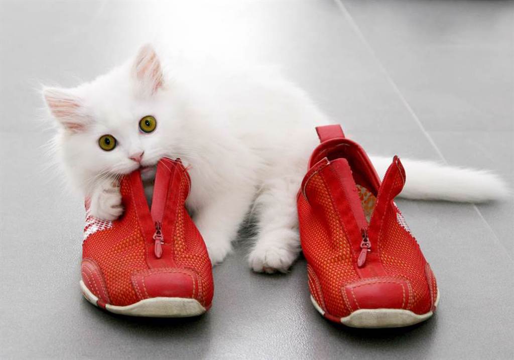 家中每天出現神秘陌生鞋 女看監視器驚見愛貓怪癖(示意圖/達志影像)