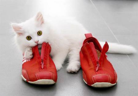 家中每天出現神秘陌生鞋 女看監視器驚見愛貓怪癖