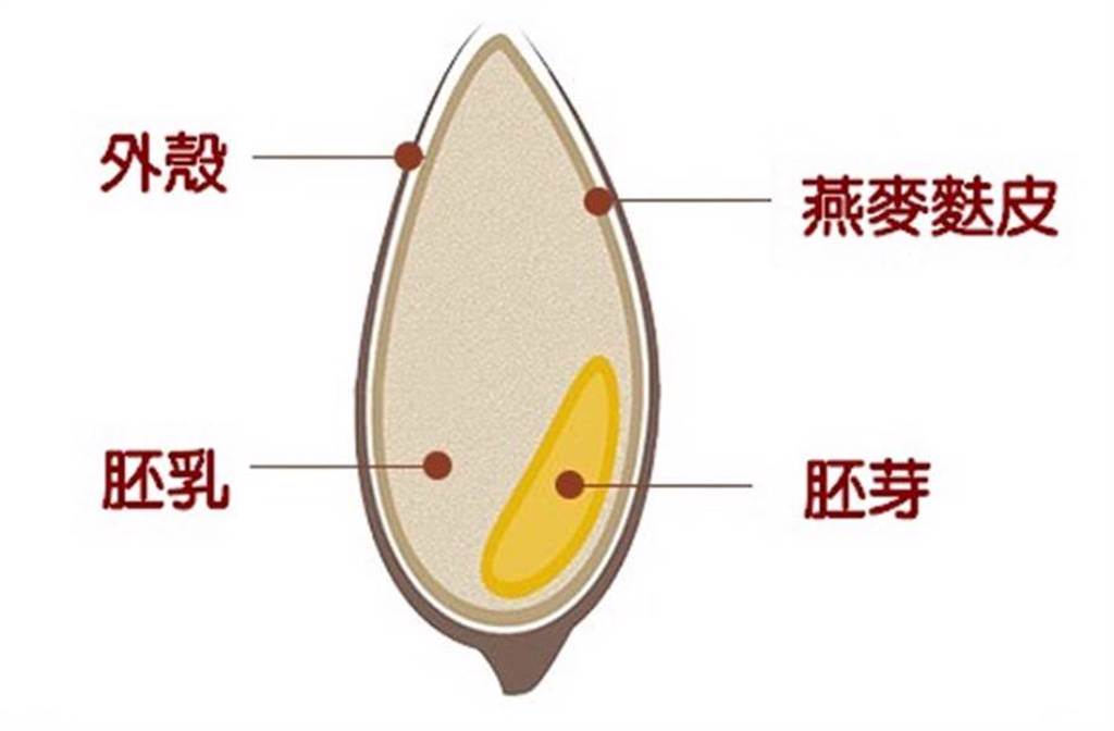 燕麥麩皮指的是燕麥最外層的一層麩皮，富含膳食纖維。（圖片來源：吳孟瑤製圖）