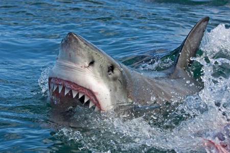 鯊魚為何不獵殺鯨魚？「猛鯊心理學」3點揭密