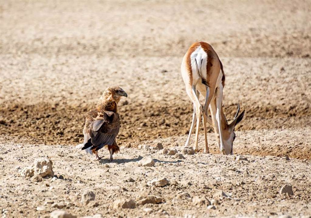 小岩羚(steenbok)遇到鵰與狼同時攻擊(示意圖/達志影像)
