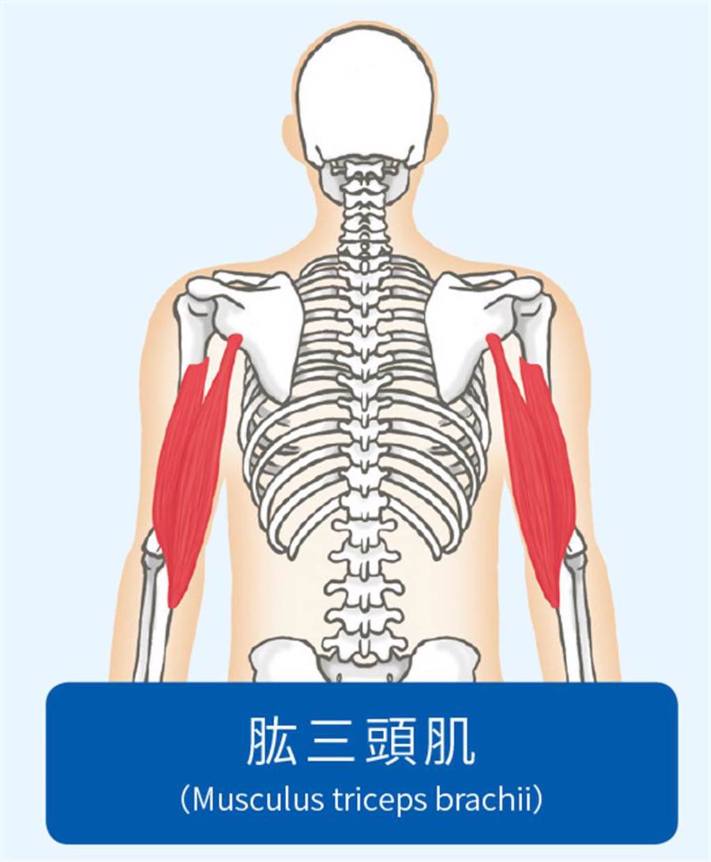 肱三頭肌位於手臂外側。（圖／方言文化提供）