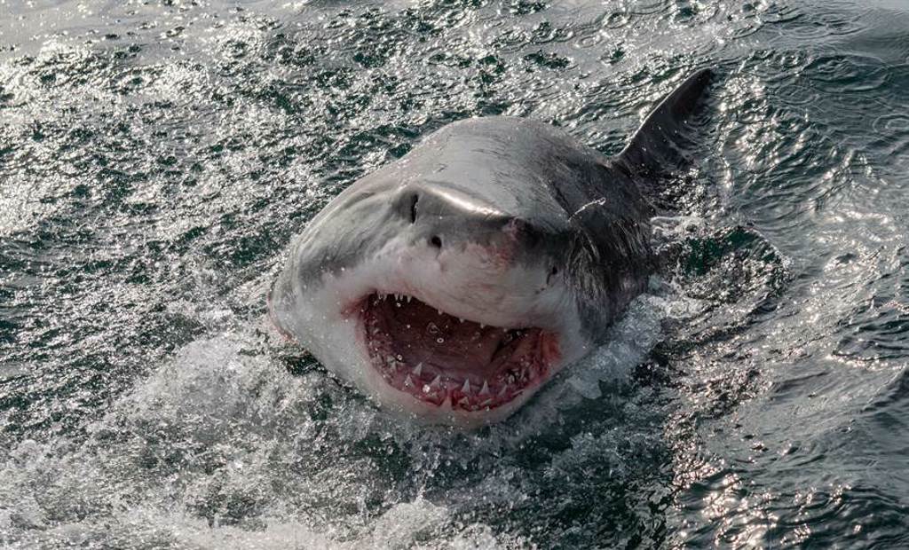 大白鯊飛躍海面4公尺 空中血口咬獵物畫面震撼(示意圖/達志影像)