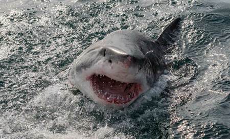大白鯊飛躍海面4公尺 空中血口咬獵物畫面震撼