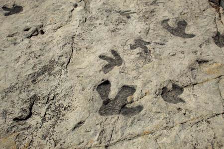 落石上出現28詭異凹洞 揭3.13億年前動物足迹