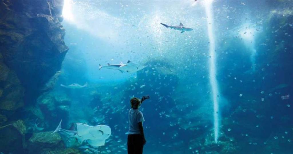 「福爾摩沙大水槽」是「Xpark」必拍特點，每天不定時有魚群餵食秀。（圖／于魯光攝）