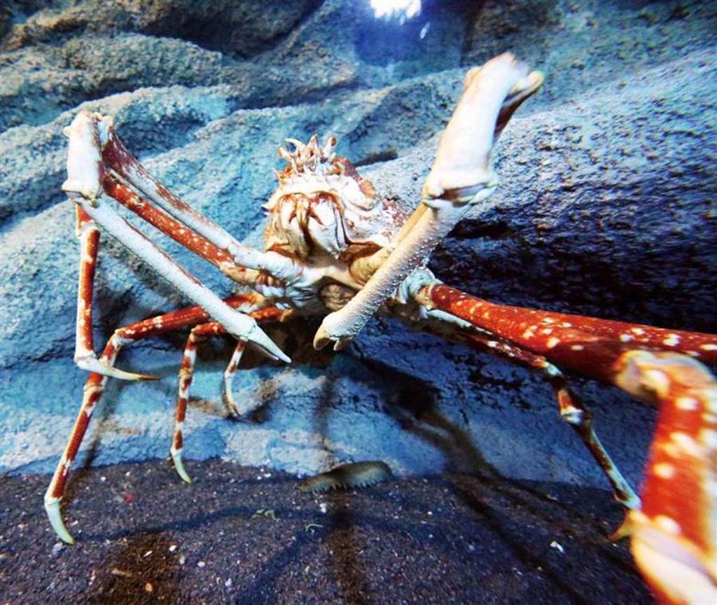 「Xpark」獨家引進現存體型最大的甲殼動物「甘氏巨螯蟹」，最長可達4公尺。（圖／于魯光攝）