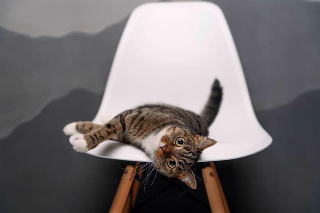 貓皇以《獅子王》站姿站在椅子上，模樣非常可愛(示意圖/達志影像)