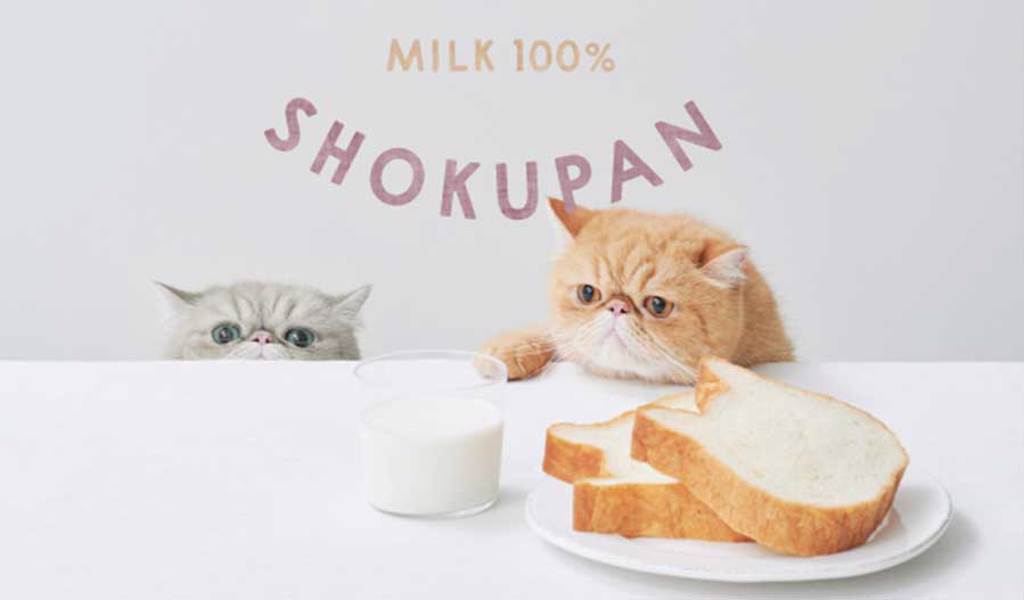 ◆ 圖片來源：擷取自  貓咪吐司 ねこねこ食パン