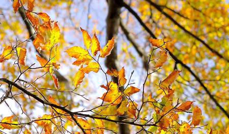 入秋後的夢幻景色！宜蘭太平山金黃美景   看照片你心動了嗎？