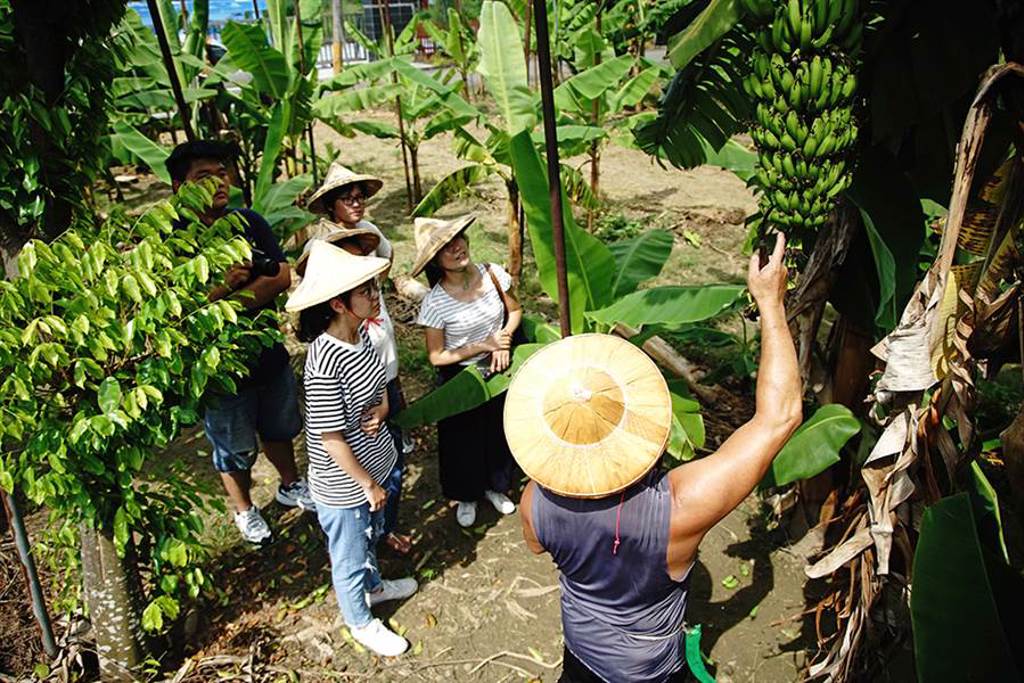 戴上斗笠走進香蕉園，認識香蕉的一生和旗山的故事。（圖/曾信耀攝）