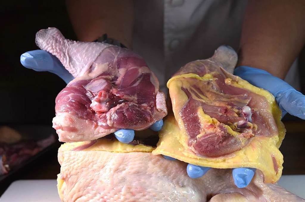 帕修斯雞（右）標榜保留了桂丁雞品種優勢，皮薄、腿翅部位帶嚼勁，皮下脂肪豐富且均勻。（圖／姚舜）