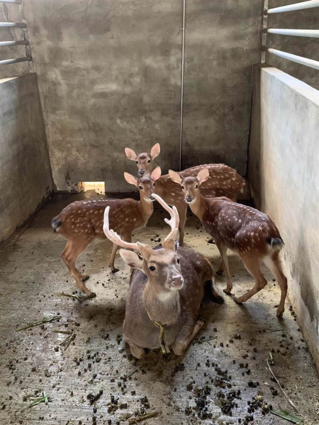桃園市　▲山腳鹿場共飼養了150隻鹿，其中梅花鹿共有20幾隻，小朋友們一看到「小鹿斑比」便為之瘋狂，儼然成了孩子眼中的偶像。（姜霏攝）