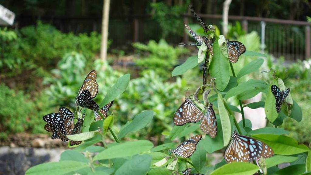 茂林生態公園是個賞蝶的好地方，山谷最常可見青斑蝶、樺斑蝶及大白斑蝶。(照片/游定剛 拍攝)