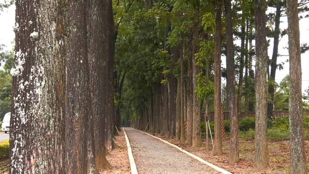 高雄六龜新威森林公園，約2公里長的桃花心木道。(照片/茂管處 提供)