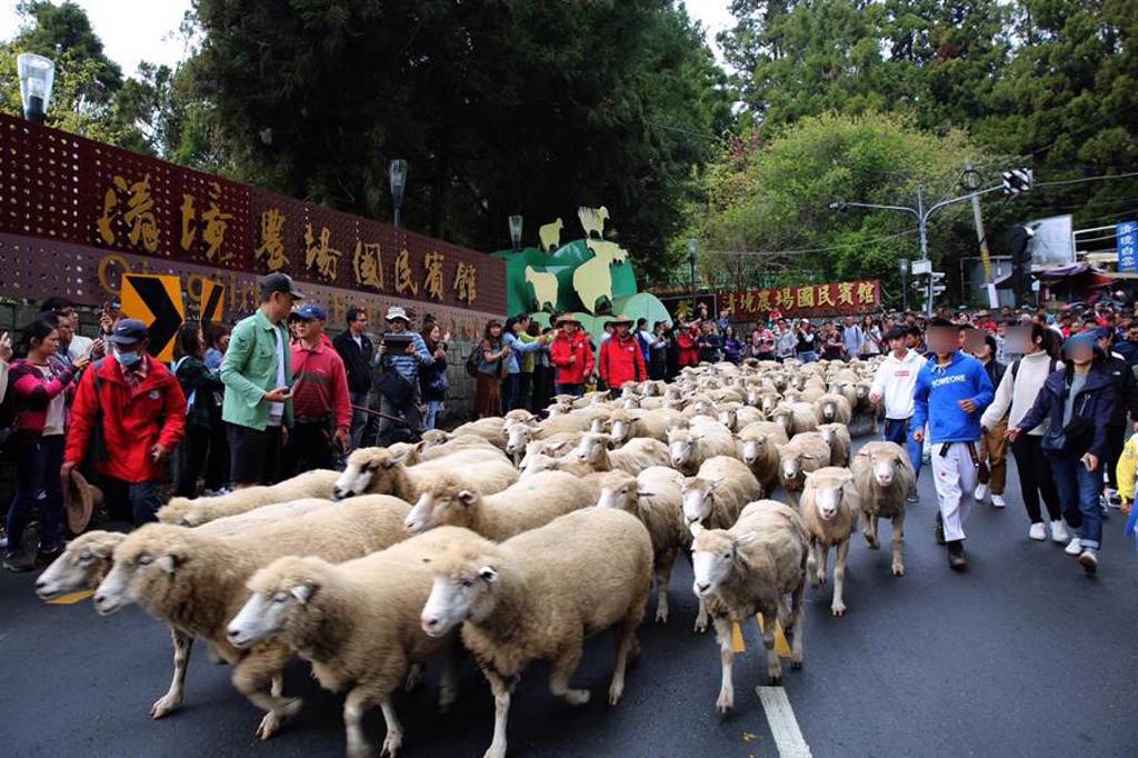 清境農場為歡慶60週年，將在台14甲線公路舉辦「奔羊節」。（清境農場提供）