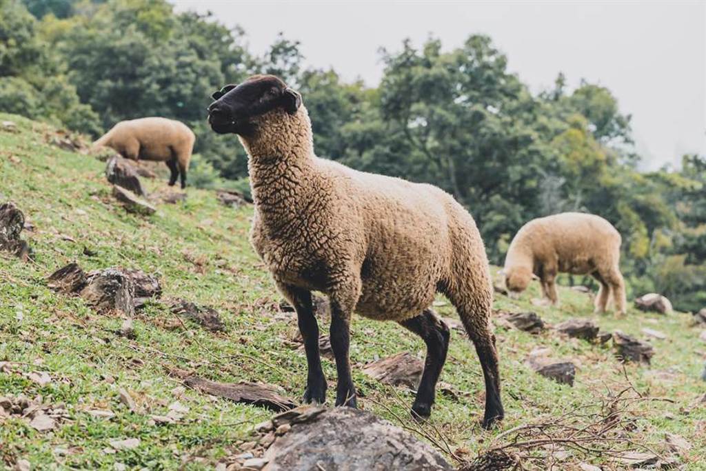 「薩福克羊」為卡通《笑笑羊》的動物原型，為清境農場今年新引進的綿羊品種。（清境農場提供）
