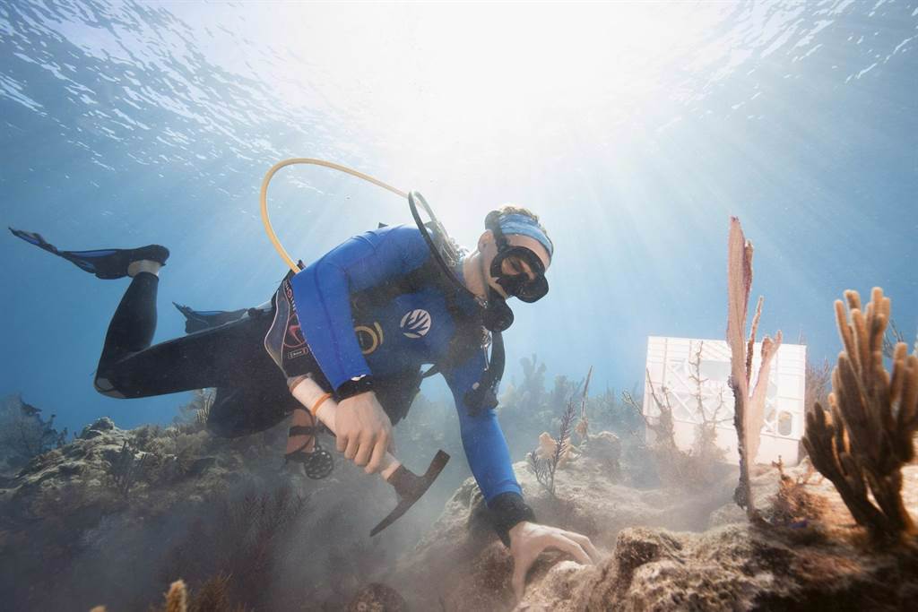 ORIS為復育Carysfort Reef珊瑚礁提供聯名表，不鏽鋼款，表盒為藻類合成物打造，限量2000只，8萬3000元。（ORIS提供）