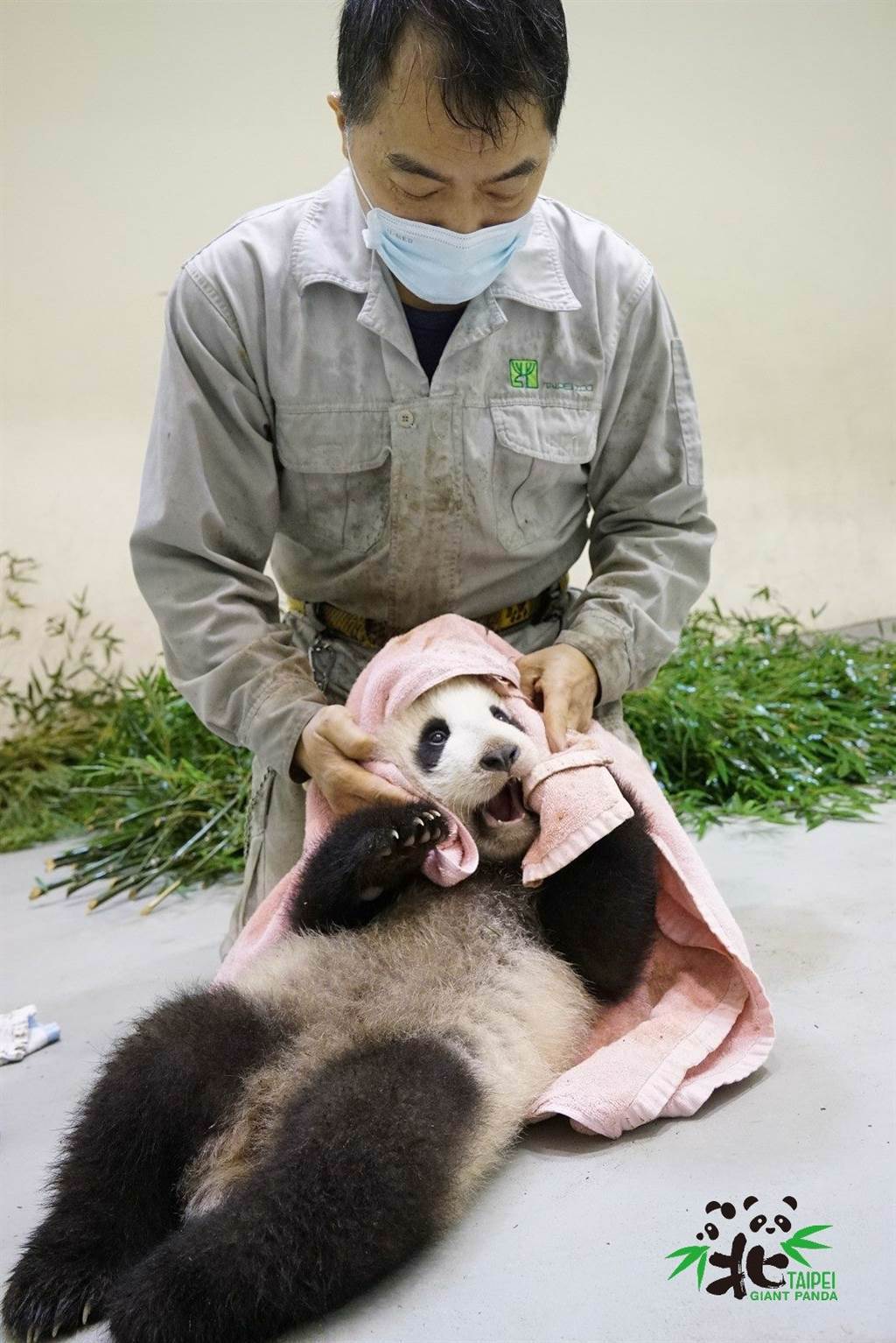 「圓寶」在被清潔時，甚至試圖抓住「彪拔」的手(圖片來源/臺北市立動物園)