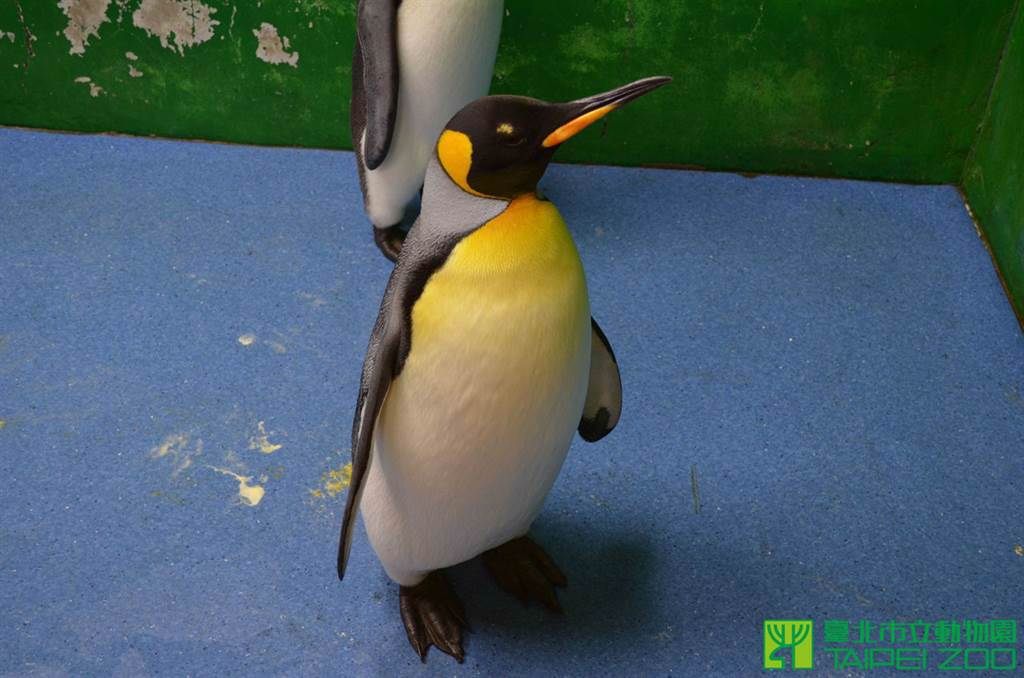 國王企鵝「黑麻糬」高齡17歲過世，但卻一直未能產下後代(圖/台北市立動物園提供)