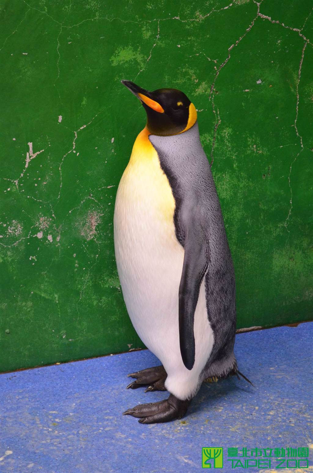 國王企鵝「黑麻糬」儘管屢次孵蛋失敗，但在繁殖季時，偶爾仍會鼓著脖子有發情的表現(圖/台北市立動物園 提供)