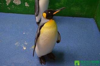 首隻在台出生國王企鵝「黑麻糬」過世 6度生子未果沒留後代