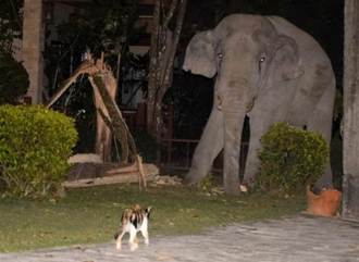 小貓擋家門口「獅吼功」對峙 4噸重大象想闖入嚇到落跑