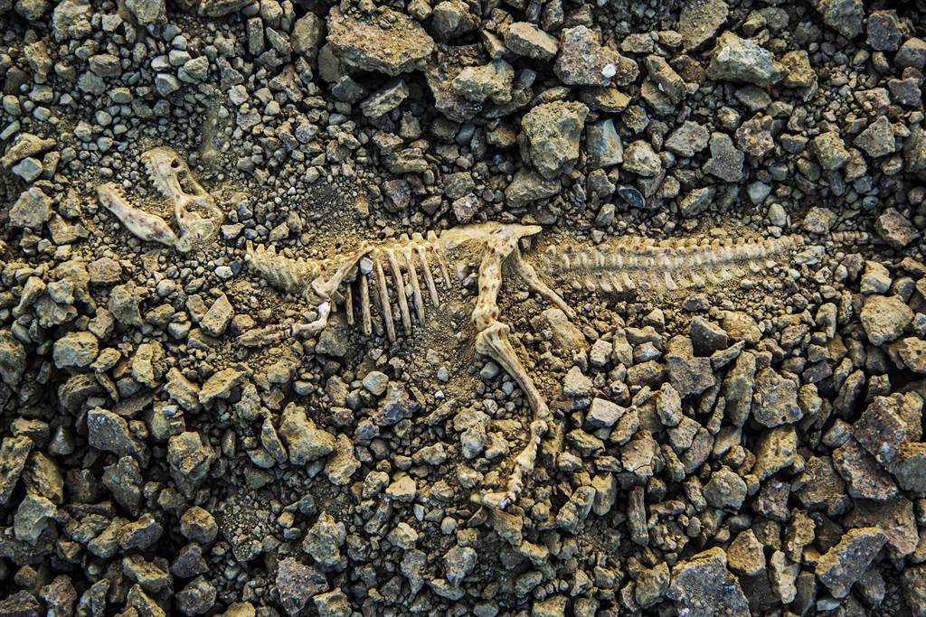 美國蒙大拿州發現一具暴龍化石，是目前世界上最初且唯一的完整暴龍化石(示意圖/達志影像)