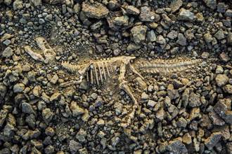 全球首具完整暴龍化石 「利牙插身體」揭6700萬年前決戰結局