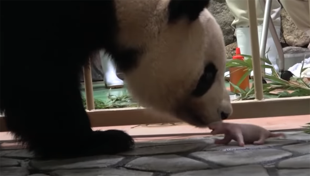 日本動物園迎來第17隻大貓熊，而新生寶寶的爸爸「永明」已高齡28歲。(圖/翻攝自youtube/THE PAGE（ザ・ページ）)