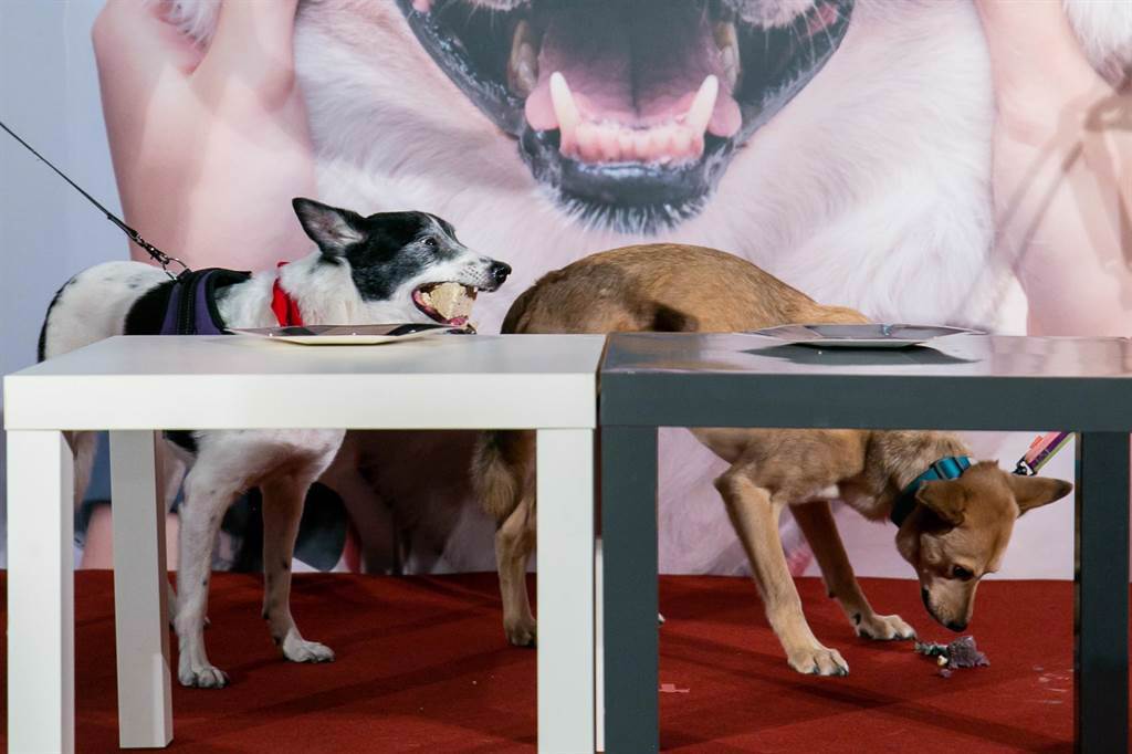 狗狗Aiai（左起）、Willow吃蛋糕慶祝首映。（牽猴子提供）