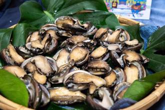 新北尚青ㄟ貢寮鮑產季到來  12月「貢寮鮑滋養風味餐」澳底漁港開宴