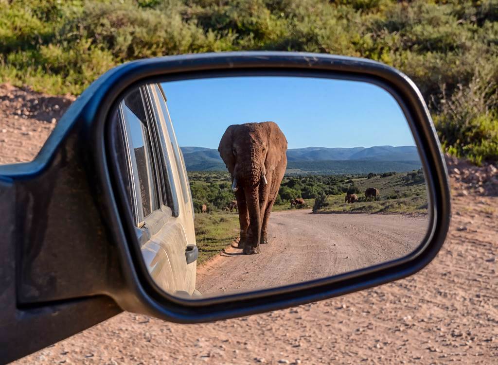 大象被喇叭聲和快速行駛的車輛嚇到，竟開始追擊無辜車輛(示意圖/達志影像)