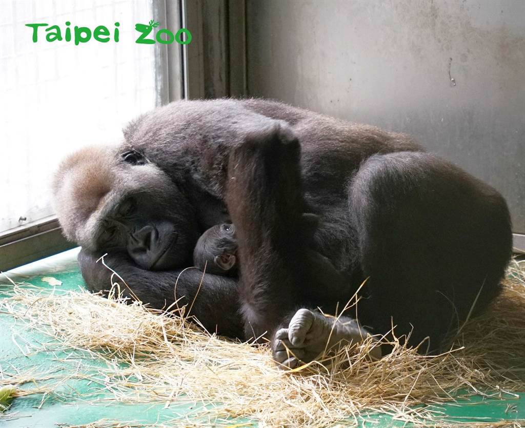 金剛猩猩寶寶10月31日出生，至今已經滿月了！(圖/臺北市立動物園提供)