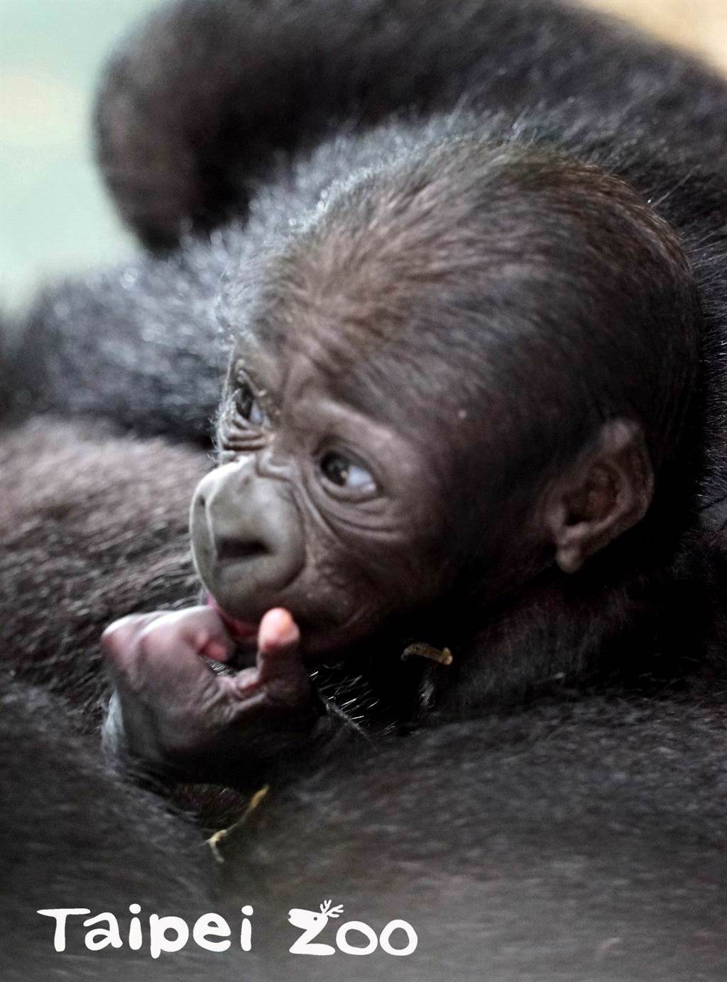 金剛猩猩寶寶是個健康的小男生(圖/臺北市立動物園提供)