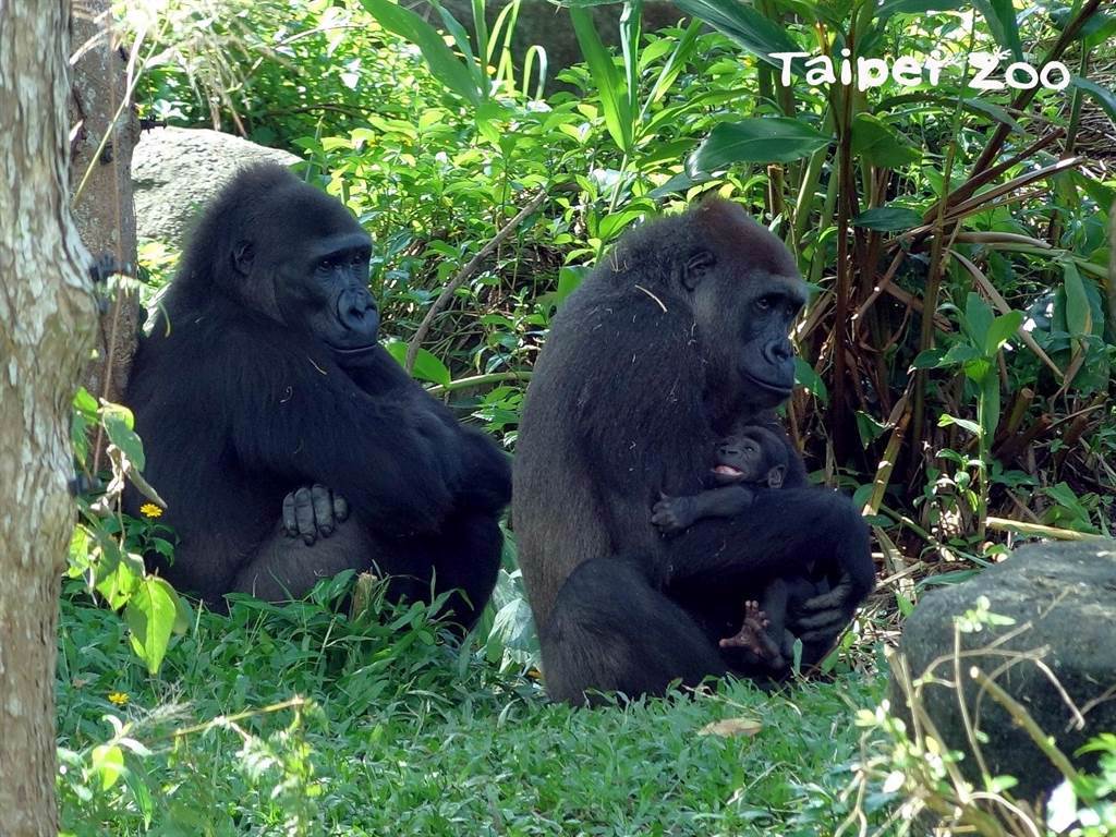 Tayari（右）目前已解除警戒狀態，讓迪亞哥和Iriki也能接近寶寶(圖/臺北市立動物園提供)