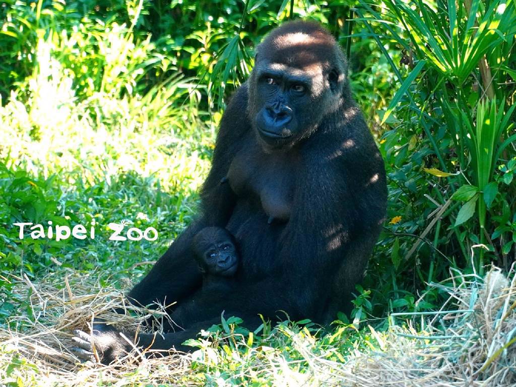 拜訪金剛猩猩家族要記得輕聲細語才不會嚇到牠們喔！(圖/臺北市立動物園提供)