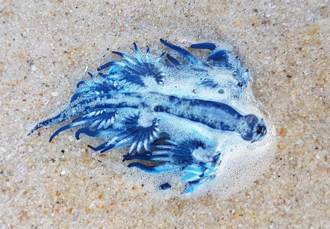 不輸太平洋藍 海灘現詭異「外星生物」 竟是最美殺手
