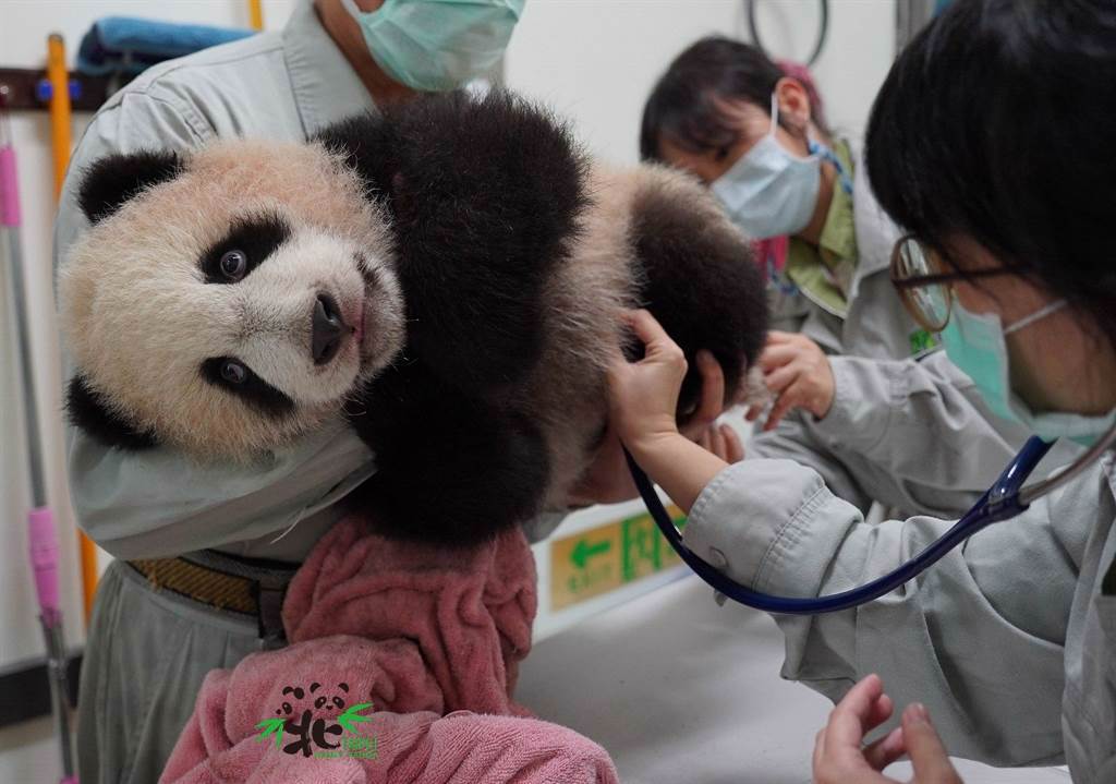 醫師在幫大貓熊寶寶「圓寶」進行聽診。(圖/臺北市立動物園提供)