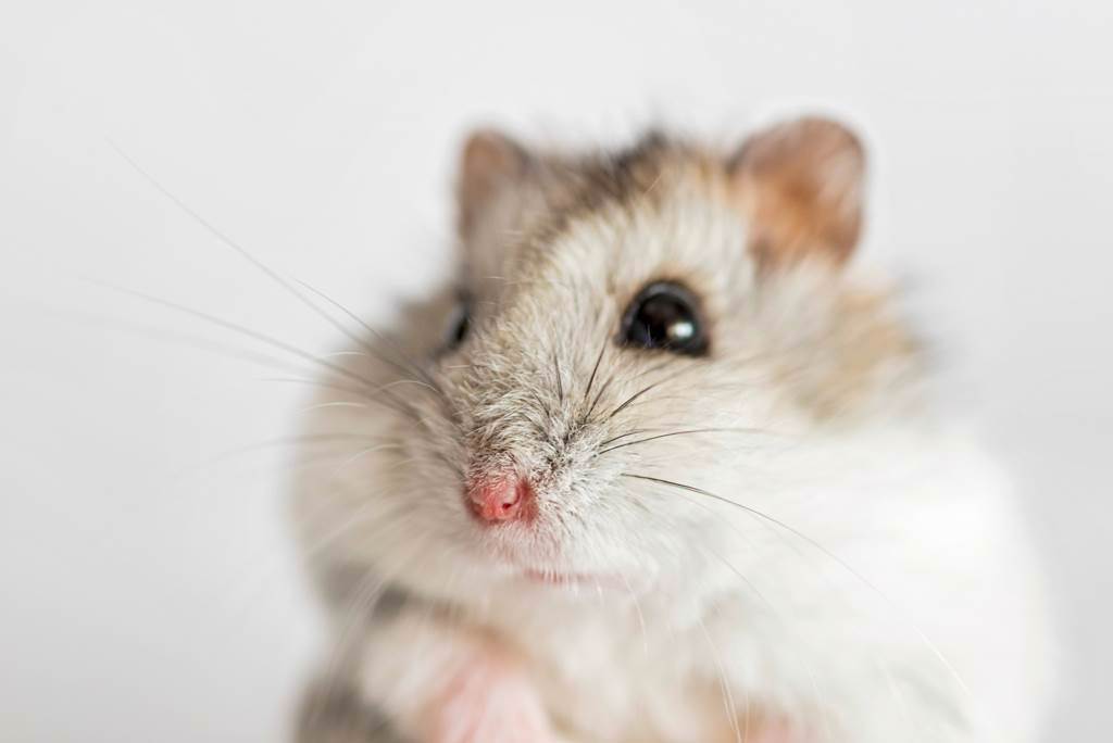 日本網友養了一隻身懷絕技的「功夫倉鼠」。（示意圖／達志影像）