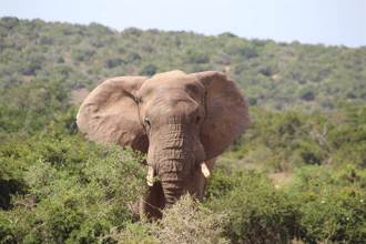 世上最孤獨大象8年首次遇同類 突伸出象鼻全場淚崩