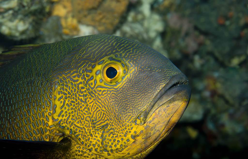 科學家發現世界上最老的珊瑚礁巨魚，早在二戰以前就出生了。(示意圖/達志影像)