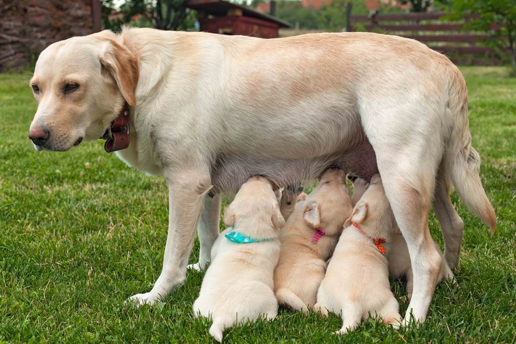 拉不拉多狗媽媽生下8隻幼犬後，飼主卻發現經常少1隻，才發現牠被狗媽帶在身邊親自照顧。(示意圖/達志影像)