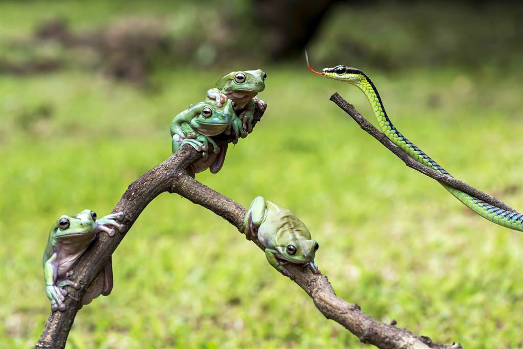 澳洲女網友撞見樹蛙正在吞食蛇的驚人畫面。(示意圖/達志影像)