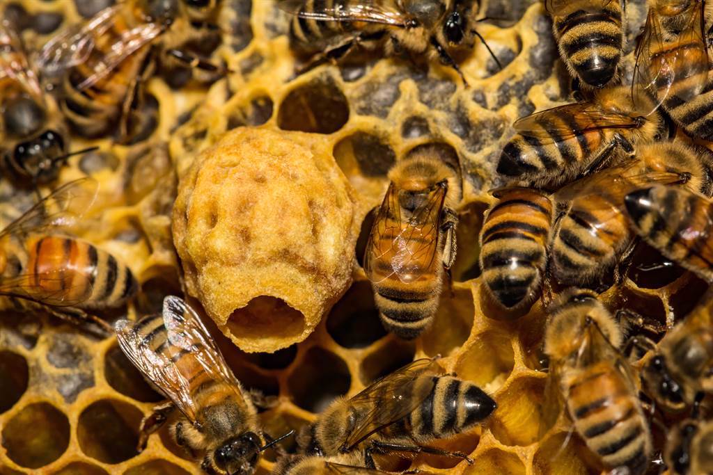 加拿大貴湖大學的研究團隊近日發現東方蜜蜂會收集動物屎尿塗在蜂巢口。(示意圖／達志影像)
