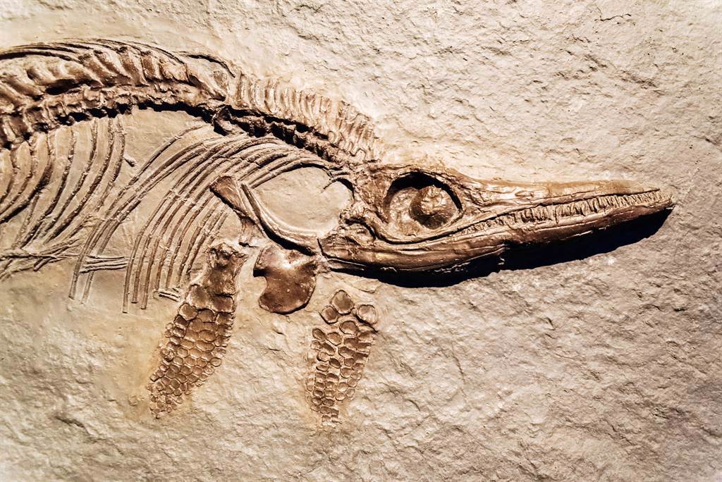 化石收藏家在英吉利海峽沿岸，發現了一塊標本化石，進一步研究驚覺，石板上的是新品種魚龍。(示意圖/達志影像)