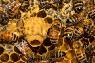 越南蜜蜂不採蜜改收人屎 科學家研究驚現真相