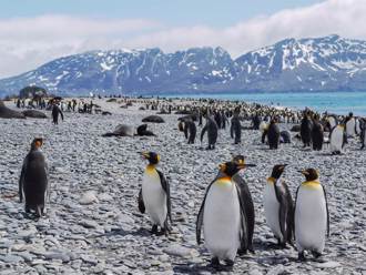 世界最大冰山北漂直逼 600萬企鵝恐遇死劫